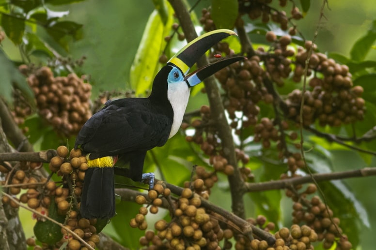 turismo-de-observacao-de-aves-de-roraima-e-destaque-em-catalogo-nacional