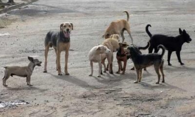 brasil-tem-cerca-de-30-milhoes-de-animais-domesticos-abandonados