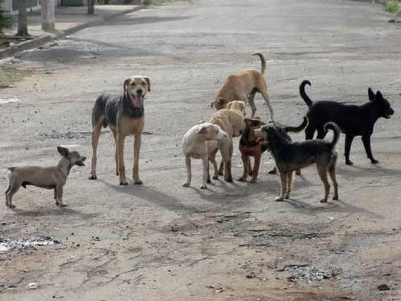 brasil-tem-cerca-de-30-milhoes-de-animais-domesticos-abandonados
