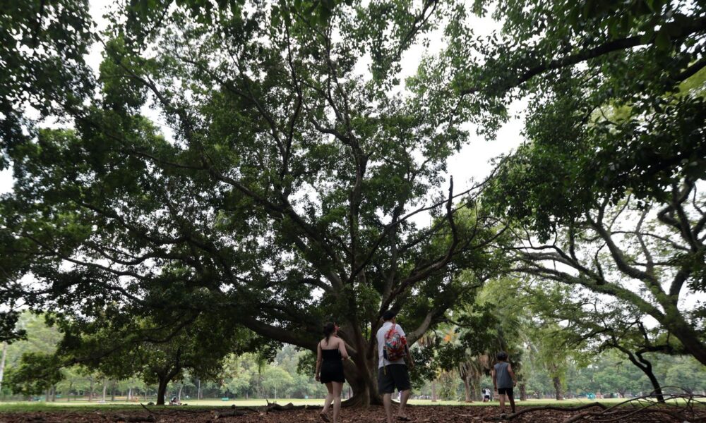 sp:-tres-pessoas-ficam-feridas-apos-arvore-cair-no-parque-ibirapuera