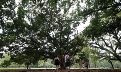 sp:-tres-pessoas-ficam-feridas-apos-arvore-cair-no-parque-ibirapuera