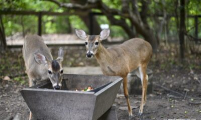 bosque-dos-papagaios-reune-fauna-resgatada-e-especies-em-vida-livre-em-area-urbana-de-boa-vista