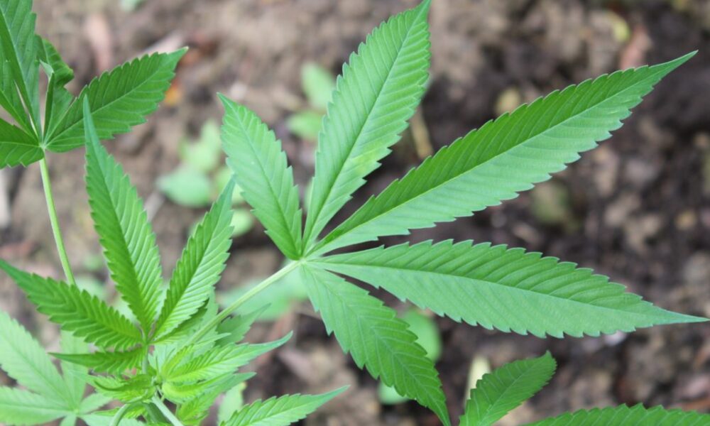 anvisa-discute-nesta-quarta-regras-para-a-producao-de-cannabis-no-pais