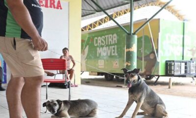 abril-laranja-alerr-reforca-acoes-de-combate-a-crueldade-animal-e-destaca-importancia-da-denuncia-e-dos-cuidados