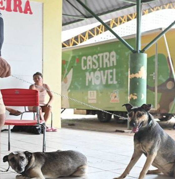 abril-laranja-alerr-reforca-acoes-de-combate-a-crueldade-animal-e-destaca-importancia-da-denuncia-e-dos-cuidados