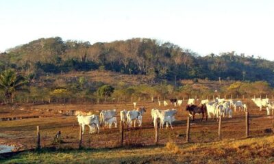 stf-mantem-lei-que-limita-compra-de-terras-por-empresas-estrangeiras