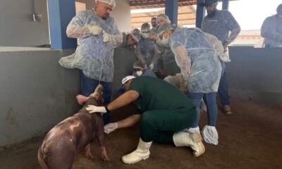 roraima-intensifica-combate-a-peste-suina-classica-com-treinamento-estrategico-de-veterinarios