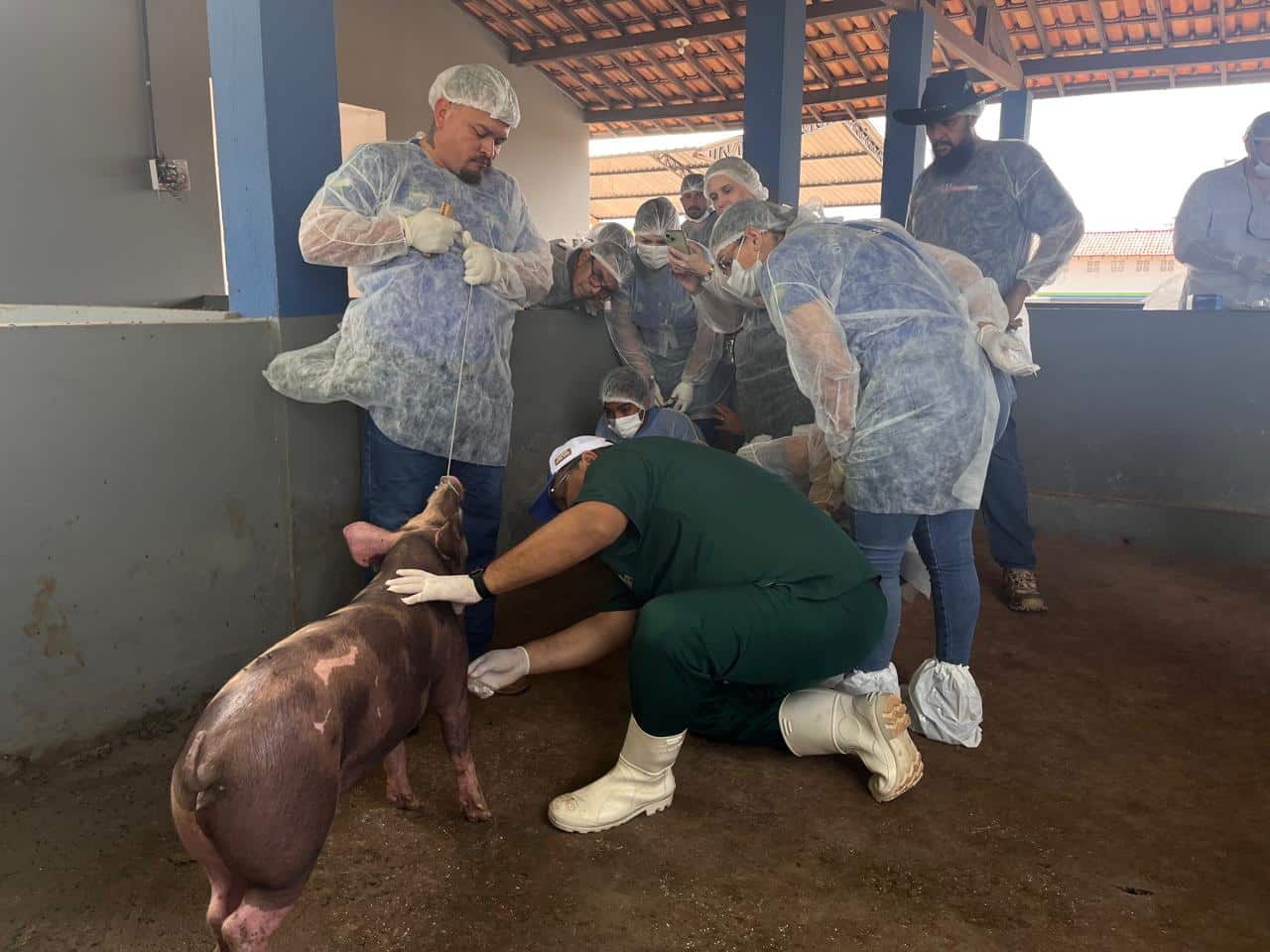roraima-intensifica-combate-a-peste-suina-classica-com-treinamento-estrategico-de-veterinarios