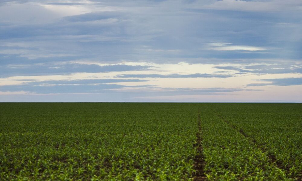 fazenda-estuda-fundo-garantidor-para-dividas-rurais