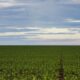 fazenda-estuda-fundo-garantidor-para-dividas-rurais
