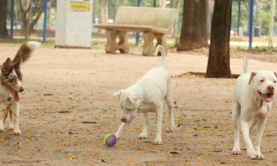 lei-torna-crime-exercicio-ilegal-da-medicina-veterinaria 