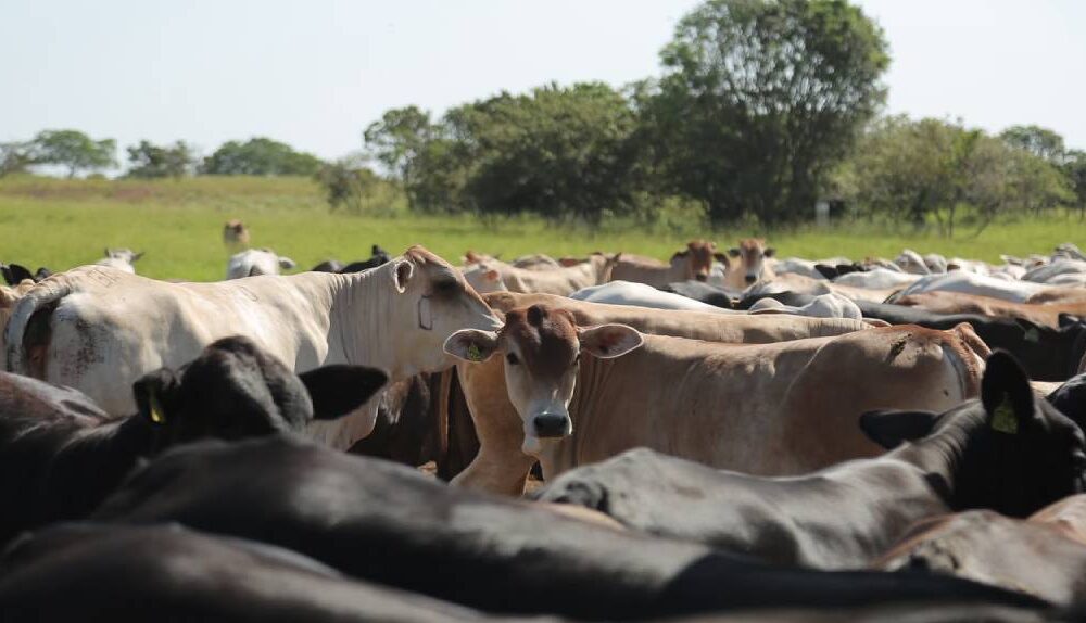 assembleia-legislativa-de-roraima-aprova-politicas-publicas-para-fortalecer-a-atividade-agropecuaria-no-estado