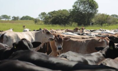 assembleia-legislativa-de-roraima-aprova-politicas-publicas-para-fortalecer-a-atividade-agropecuaria-no-estado