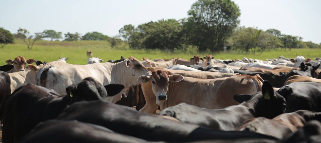 assembleia-legislativa-de-roraima-aprova-politicas-publicas-para-fortalecer-a-atividade-agropecuaria-no-estado
