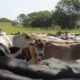 politicas-publicas-deputados-aprovam-medidas-de-estimulo-a-atividade-agropecuaria-no-interior-de-roraima