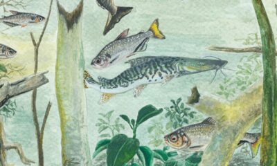 amazonia-tem-mais-de-2,7-mil-especies-de-peixes,-aponta-estudo