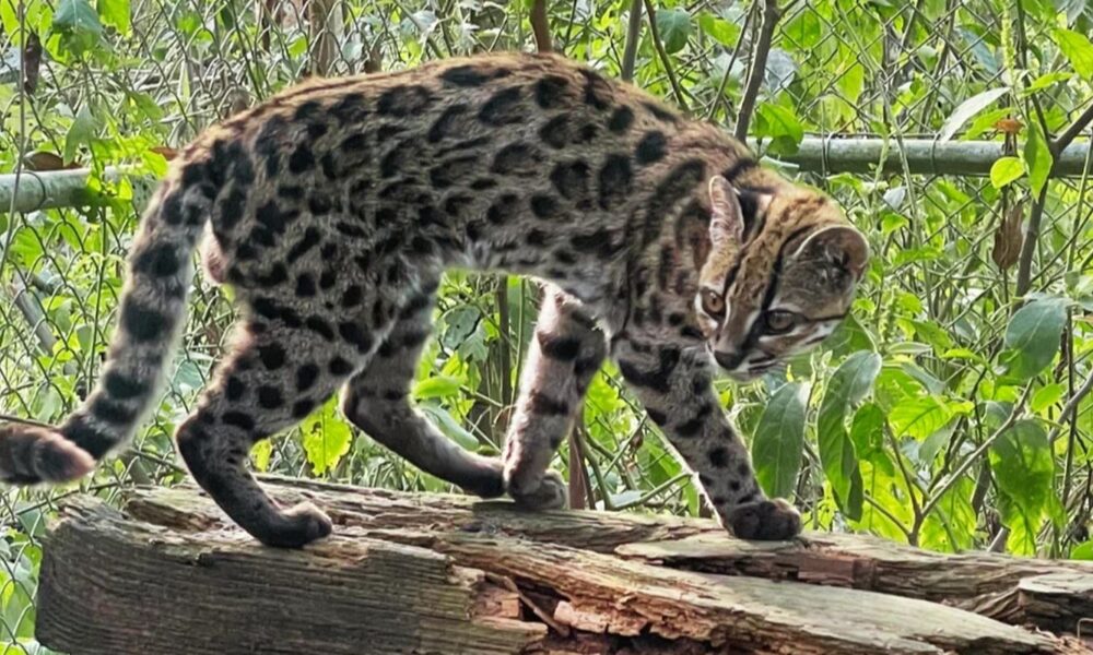 nova-especie-de-felino-e-identificada-em-florestas-da-bolivia