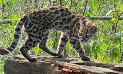 nova-especie-de-felino-e-identificada-em-florestas-da-bolivia