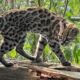 nova-especie-de-felino-e-identificada-em-florestas-da-bolivia