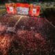 mormaco-cultural-reune-mais-de-200-mil-pessoas-em-tres-dias-de-programacao-em-boa-vista