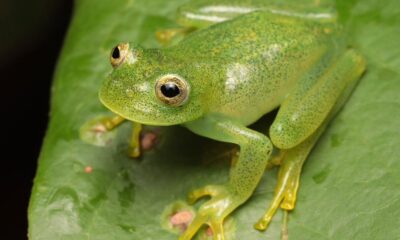 pesquisadores-descrevem-nova-especie-de-ra-de-vidro-no-cerrado