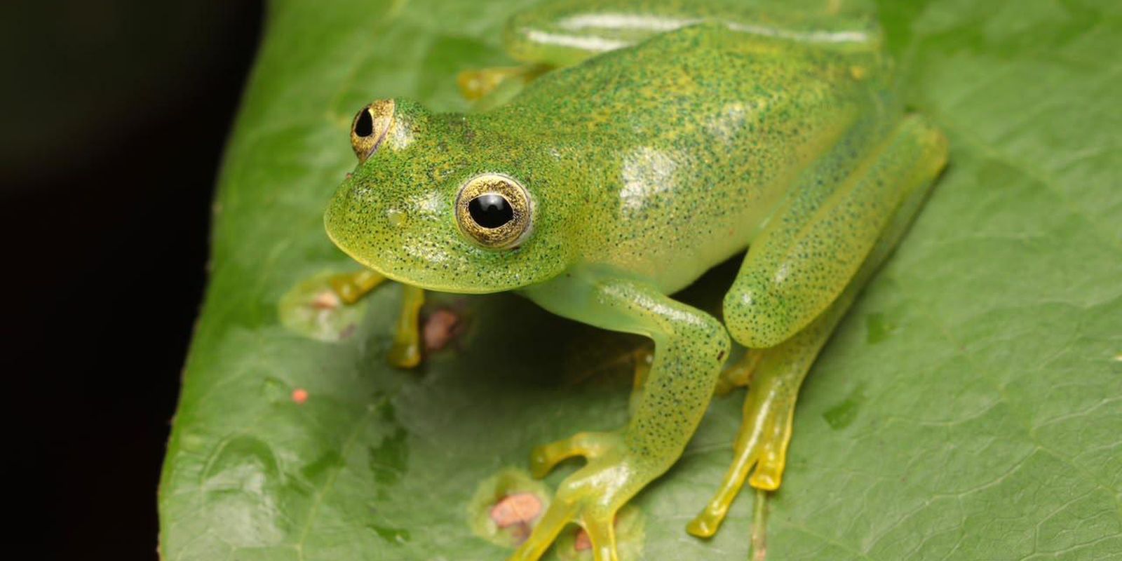 pesquisadores-descrevem-nova-especie-de-ra-de-vidro-no-cerrado