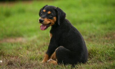 amor-aos-pets-leis-aprovadas-pelo-parlamento-estadual-ampliam-a-protecao-dos-animais