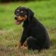 amor-aos-pets-leis-aprovadas-pelo-parlamento-estadual-ampliam-a-protecao-dos-animais