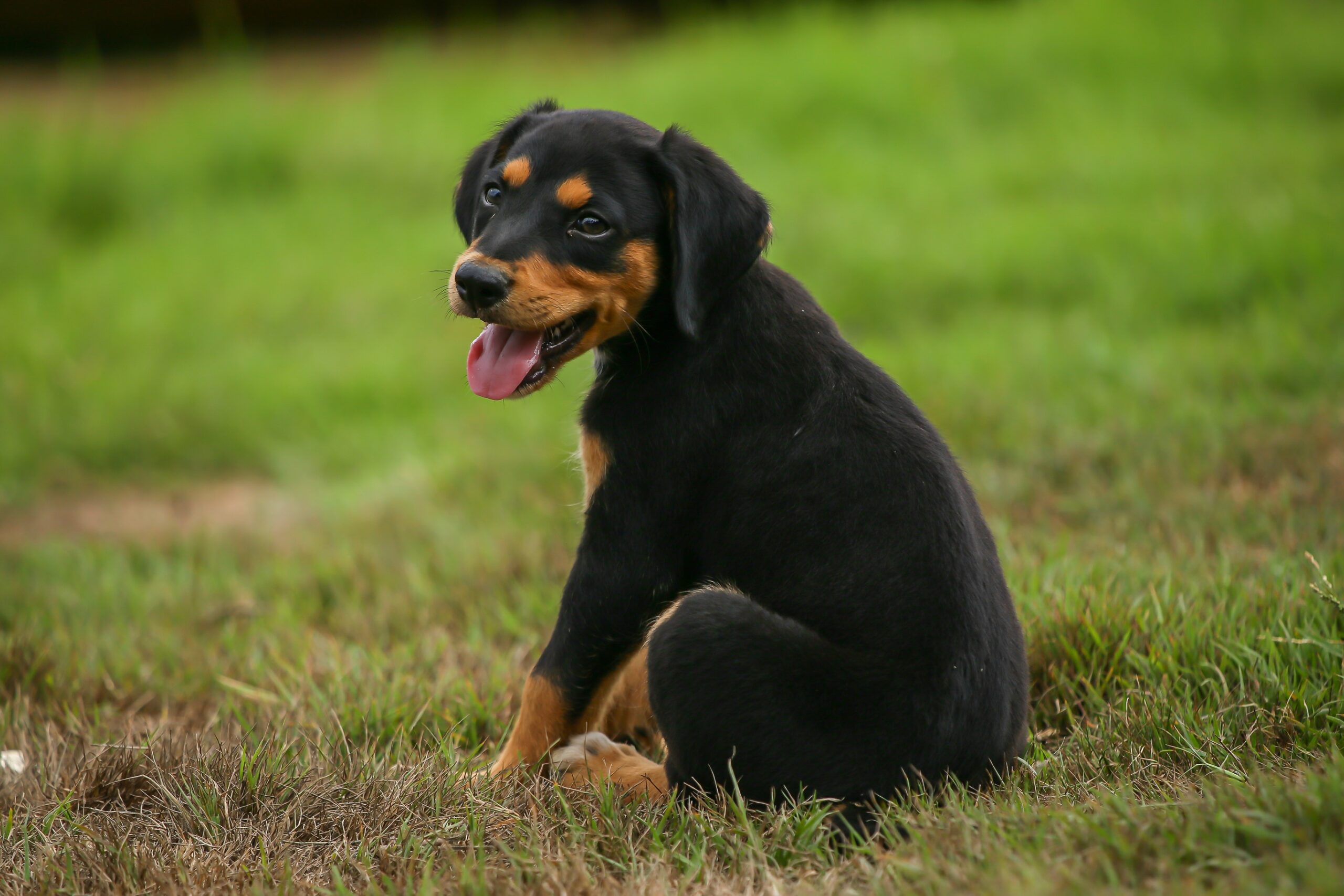 amor-aos-pets-leis-aprovadas-pelo-parlamento-estadual-ampliam-a-protecao-dos-animais