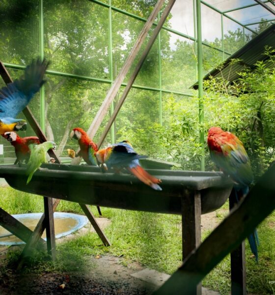 bosque-dos-papagaios:-saiba-regras-de-visitacao-no-parque-ecologico-de-boa-vista