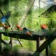 bosque-dos-papagaios:-saiba-regras-de-visitacao-no-parque-ecologico-de-boa-vista